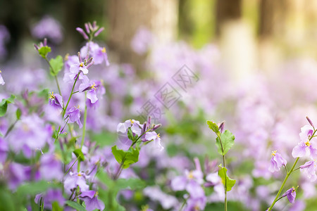 蟹爪兰花卉二月兰背景