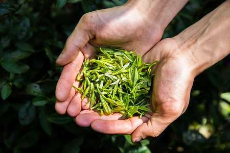 绿色手的素材茶农手捧一把茶叶背景