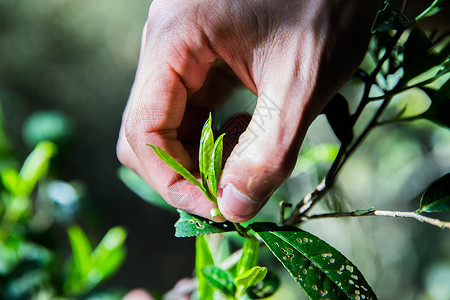 茶叶采摘茶园茶叶芽高清图片