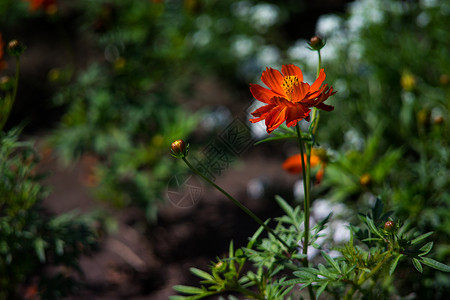 黄花瓣黄秋英花背景