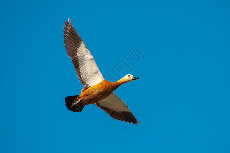 飞行的赤麻鸭图片