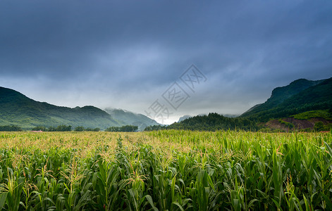 田园风景玉米地素材高清图片