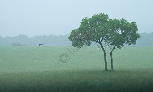 草原上的两棵树背景图片