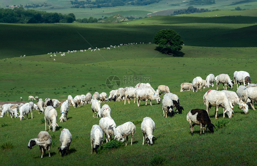 草原上的牛羊图片