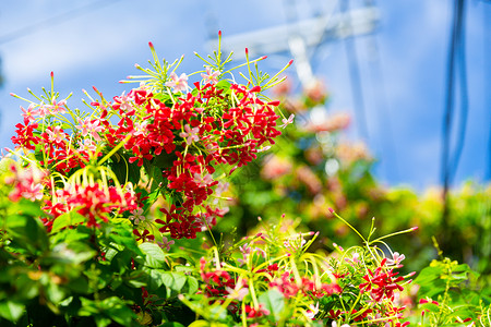 使君子花背景