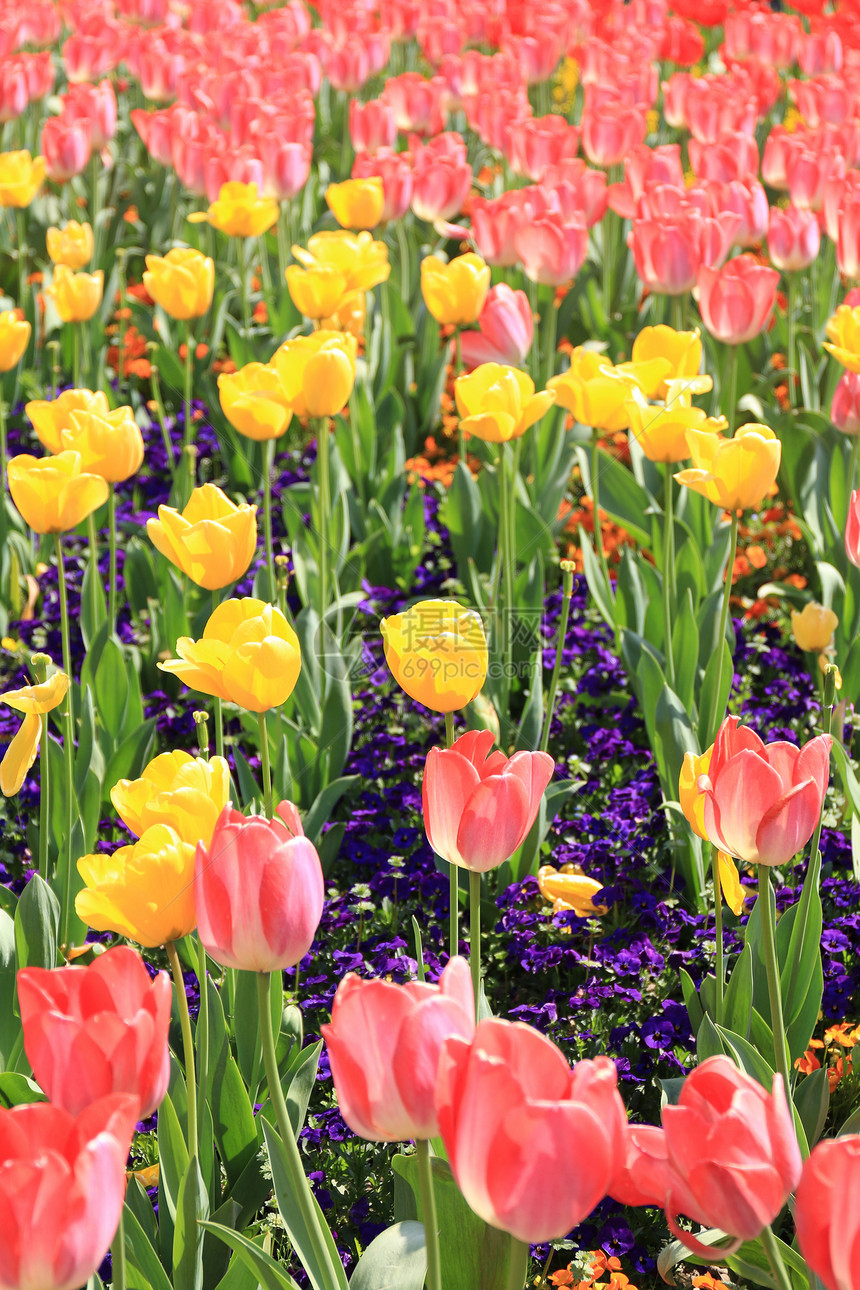 郁金香花海图片