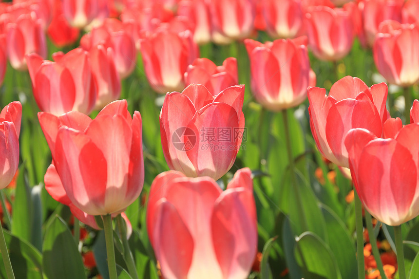 郁金香花海图片