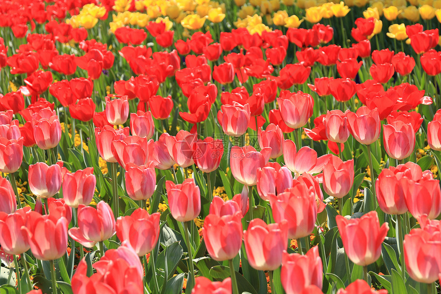 郁金香花海图片