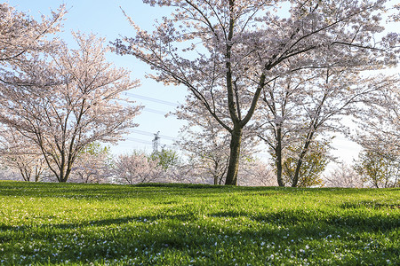 樱花树树冠樱花树林背景