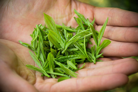 手捧茶叶植物手捧芽高清图片