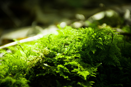 绿幽幽的苔藓青苔背景
