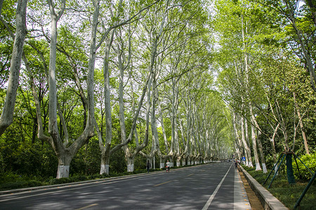 梧桐树素材南京紫金山的梧桐树大道背景