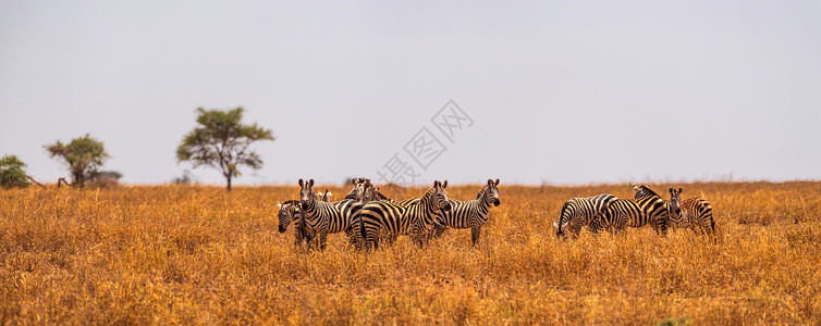 非洲斑马群科内马拉高清图片