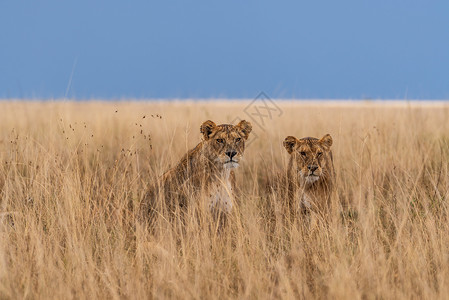 东非稀树草原里的狮子背景图片