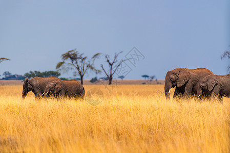 非洲象群稀树草原大象高清图片