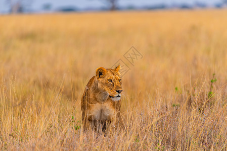 狮子捕猎非洲捕猎的狮子背景