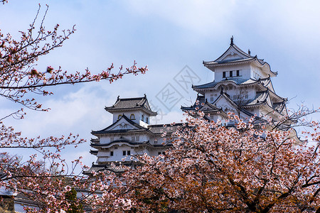 日本姬路城樱花图片
