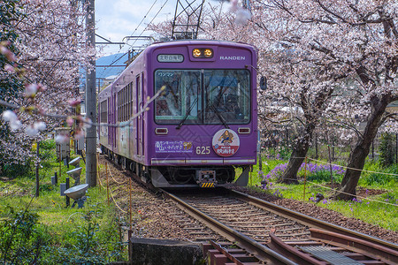 紫色日本银莲花日本京都岚电樱花隧道背景