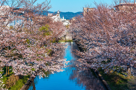 日本京都二十石舟舫樱花背景