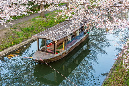 日本京都十石舟舫樱花背景