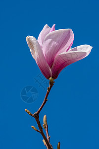 玉兰花花蕾紫玉兰高清图片