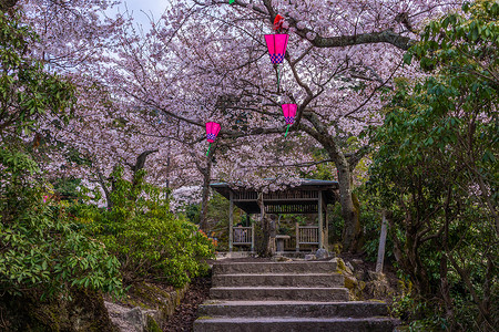 日本风筝日本广岛宮岛神社樱花背景