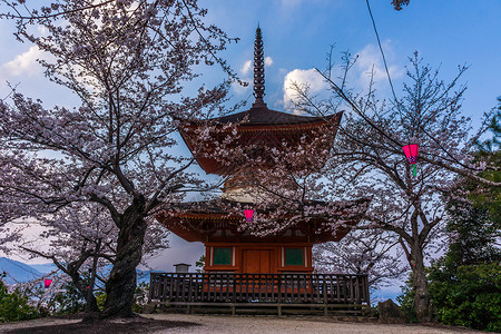 楞严塔日本广岛严岛神社樱花背景