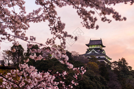 日本夕阳日本名古屋犬山城樱花背景