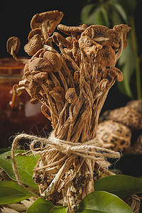 野生茶树菇背景图片