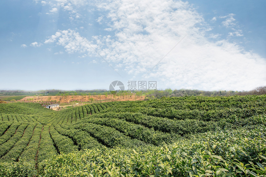 茶叶种植园图片