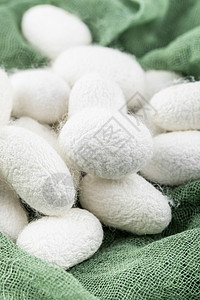 天然蚕茧丝绸原料高清图片