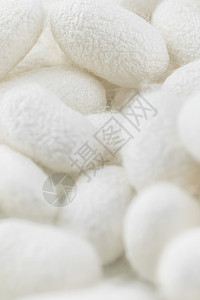天然蚕茧丝绸原料高清图片