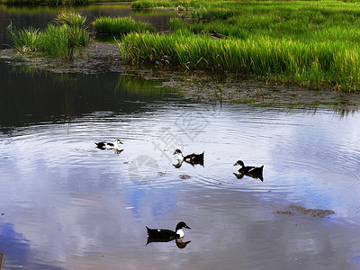 云南泸沽湖草海野鸭图片