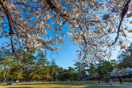 日本校园日本奈良奈良公园背景