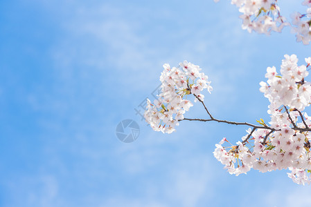 樱花背景图片