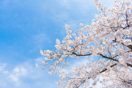 青岛中山公园樱花高清图片