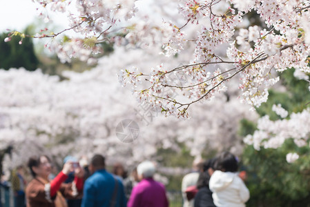 青岛中山公园樱花图片