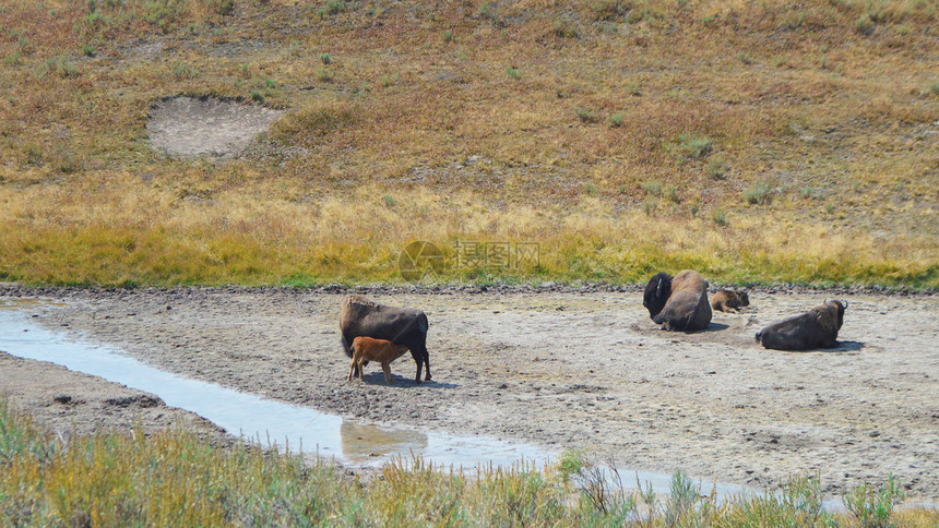 美国黄石国家公园美洲野牛图片