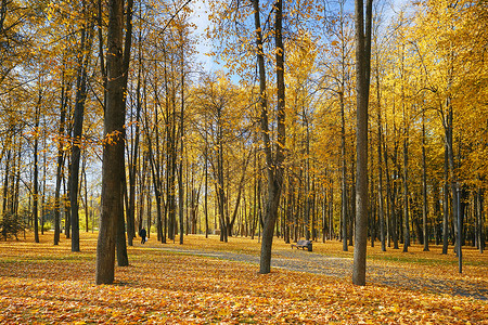 白俄罗斯秋天森林秋景背景
