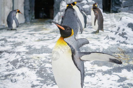 企鹅科动物日本北海道旭川动物园企鹅背景