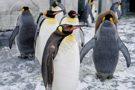 企鹅简笔画日本北海道旭川动物园企鹅背景