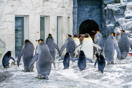 日本旭川动物园企鹅图片日本北海道旭川动物园企鹅背景