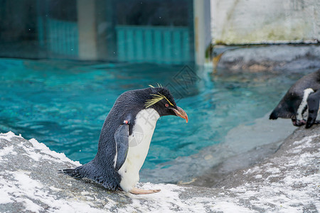 北海道旭川动物园企鹅高清图片