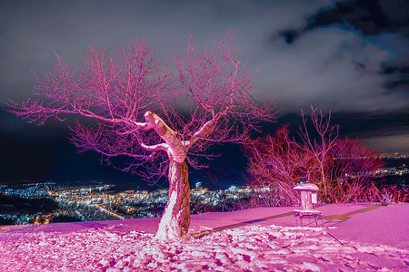 小樽天狗山上的树背景图片