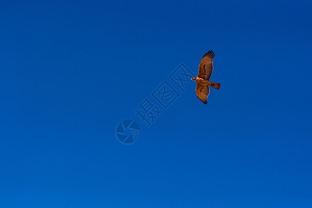 飞翔的鹰飞行禽类高清图片