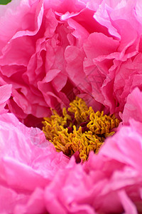 牡丹花花朵背景图片