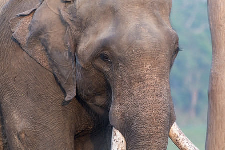 象牙蚌尼泊尔奇特旺大象保护基地背景