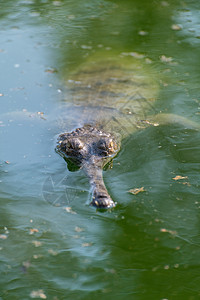 水底的鳄鱼鳄鱼张嘴高清图片