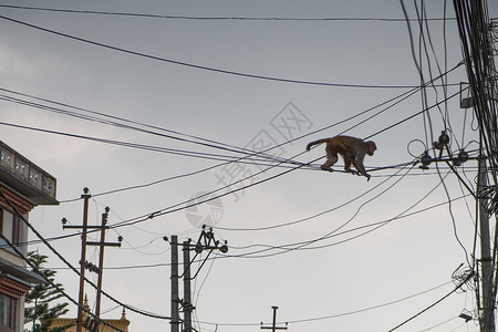 尼泊尔猴子猴子走电线背景