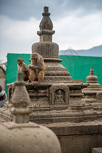 尼泊尔猴子尼泊尔加德满都寺庙背景